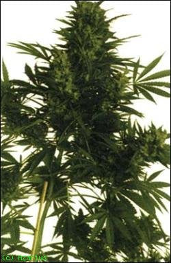 Big Bud Super Skunk seeds