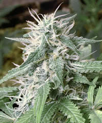 Big Bud Afghani female