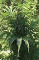 Big Freeze cannabis seeds