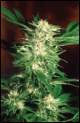 Virginia Sativa Skunk