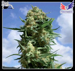 Black Widow marijuana seeds