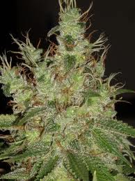 Black herer marijuana seeds