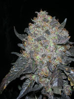 Blackwater marijuana seeds