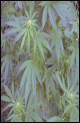 Black and White cannabis seeds