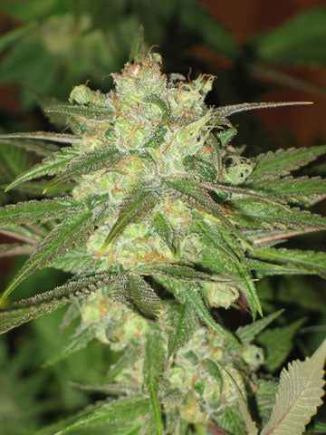 Spice of Life Blue Bonic