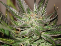 Blue sonja marijuana seeds