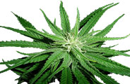 Blue Dynamite