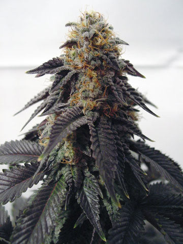 Spice of Life Blue Satelite seeds