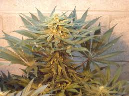 Blue Alley Cat marijuana seeds