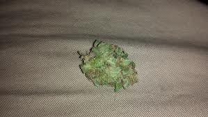 Blue bastard marijuana seeds