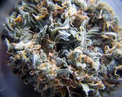 Blueberry Bud