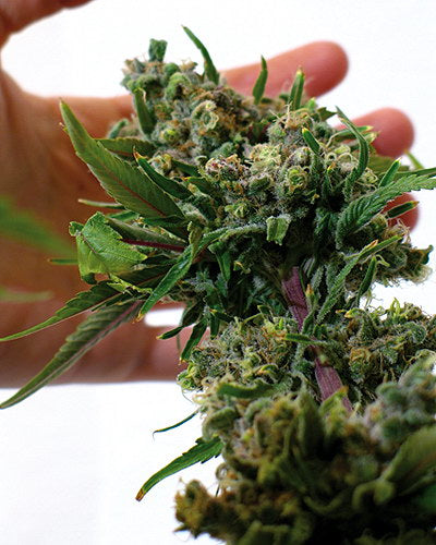 Blueberry Cheese seeds