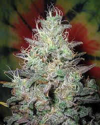 Blue Breakfast marijuana seeds