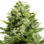 Blue Cheese marijuana 12 seeds