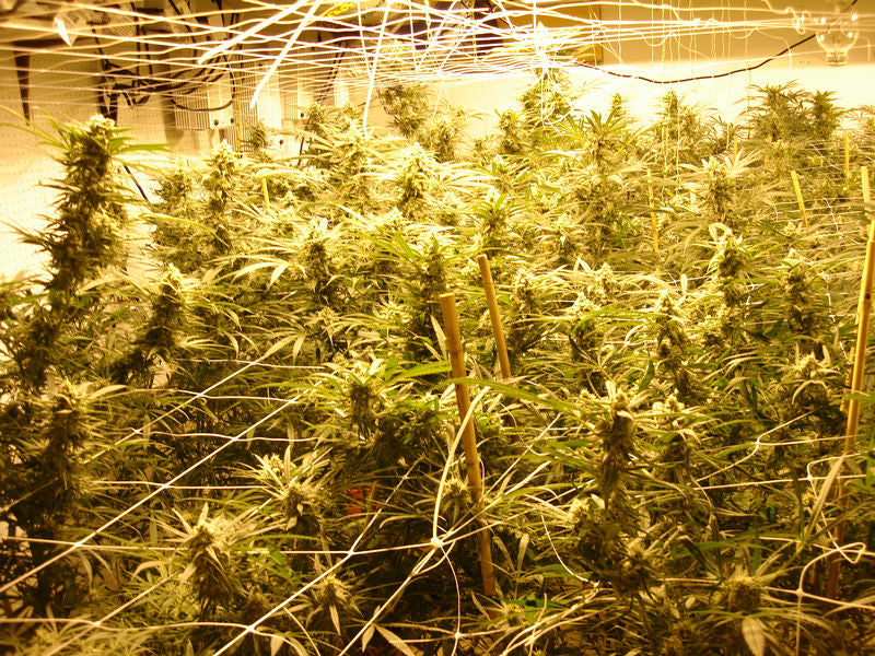 Blue Dream