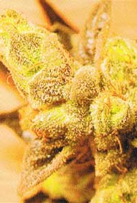 Blue Hash