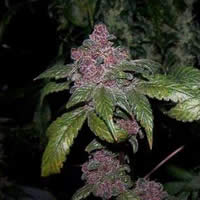 Blue Haze