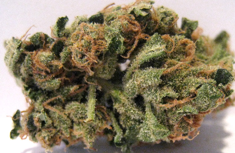 Blue headband ( blueberry x headband) seeds
