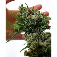 blue lagoon marijuana seeds