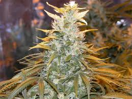 Blue Skunk marijuana seeds