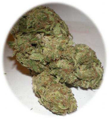 Boyenberry marijuana seeds