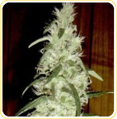 Bronze Whaler marijuana seeds
