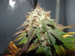 Pre-98 Bubba BX2