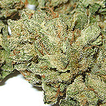 Bubba Kush marijuana seeds