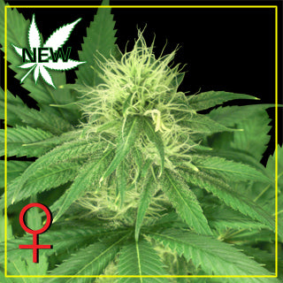 Bubba Kush marijuana seeds