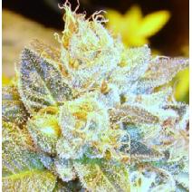 old Bubba Kush all female seeds