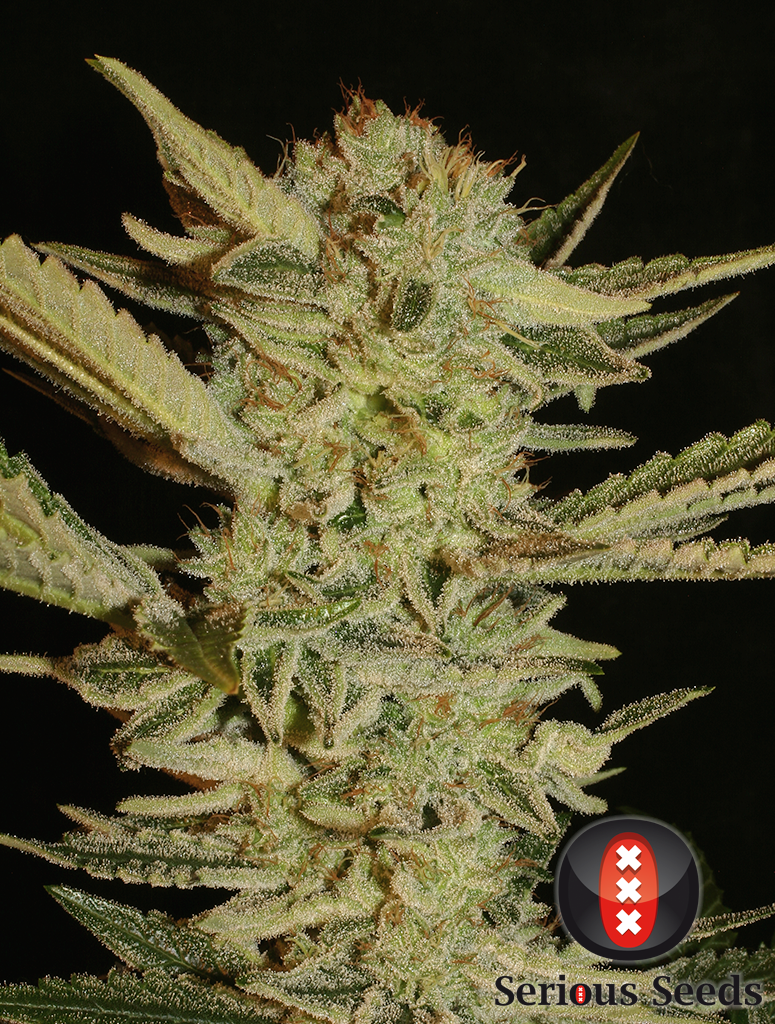 Bubblegum marijuana seeds