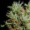 Buddhas sister