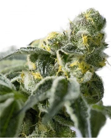 Graines de Kush présidentielle