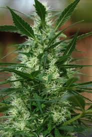 buzz bomb marijuana seeds
