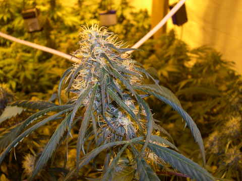 C13 Haze marijuana seeds