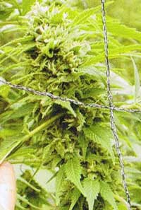 California hash seeds