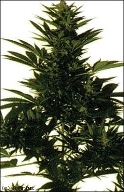 californian orange skunk seeds