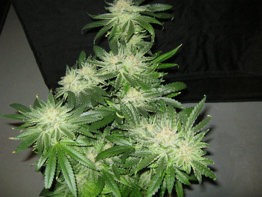 camelot kush marijuana seeds