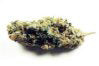 TNR seeds by kc brains