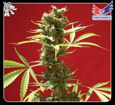 Caramel ice cannabis seeds
