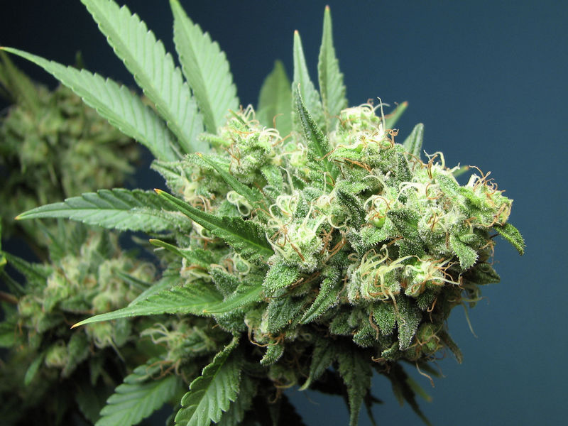 casey jones marijuana seeds