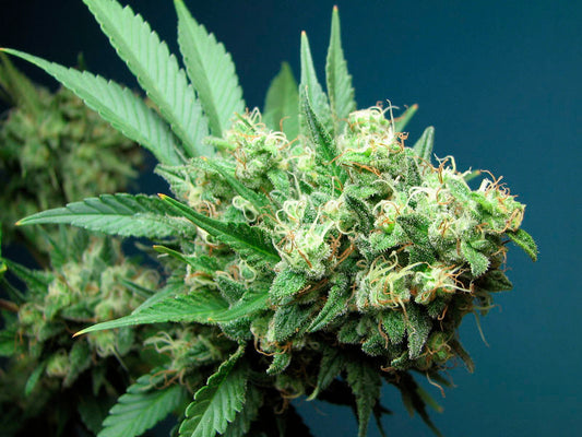 graines de marijuana Casey Jones