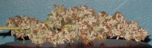 casino marijuana seeds