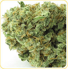graines de marijuana pisse de chat