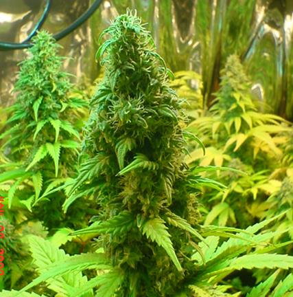 graines de marijuana champagne
