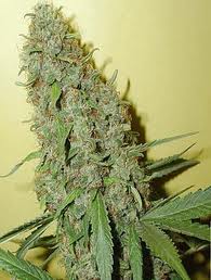 Cheese bomb marijuana seeds