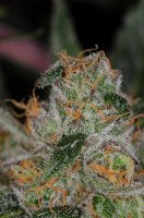 Cheese Quake cannabis seeds