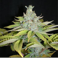 Graines de marijuana Cheese Wreck