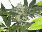 Chem3 OG marijuana seeds