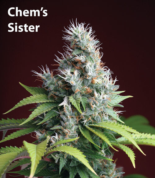 Chemdog sister seeds